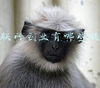 互联网创业有哪些软件