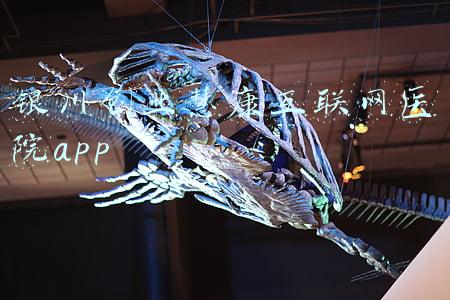 银川创业慧康互联网医院app