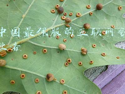 中国最佩服的互联网创业者