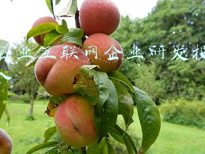 互联网企业发展现状(无序扩张时代结束：重锤之下，互联网巨头迎来转折年 | 回望2021㊳)