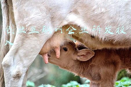 创业互联网企业研发投入