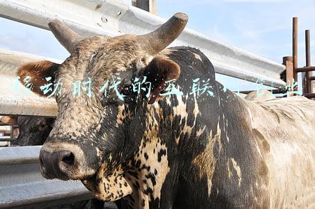 在移动互联网时代(移动互联网的时代真的已经结束了吗？)