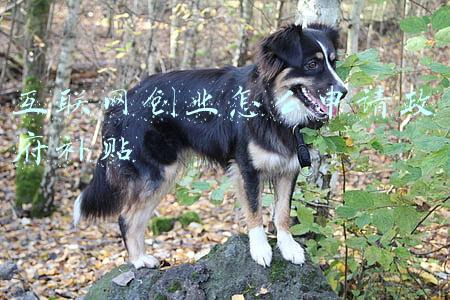 互联网创业怎么申请政府补贴