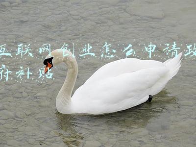 互联网企业补贴(从付费到免费再到补贴，互联网行业经历了什么？)