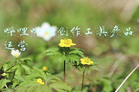哔哩哔哩创作工具产品运营