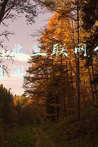 一个创业互联网公司的存活时间