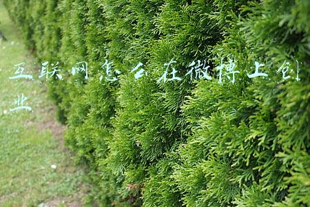 微博微信等互联网社交(QQ、微博、陌陌：社交难逃社交命)