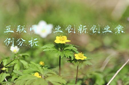 互联网行业创新创业案例分析