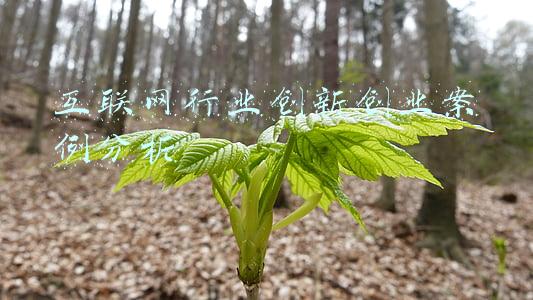互联网行业前景分析(2021年中国互联网信息服务行业市场规模及发展趋势和前景预测分析)