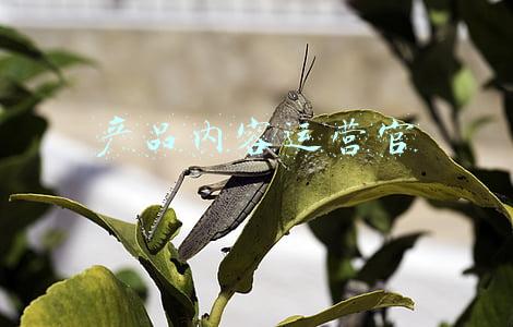 产品内容运营官