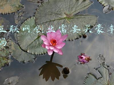 二手豪车网(泡妞还愁没座驾？预算有限可以看看这些二手豪车)