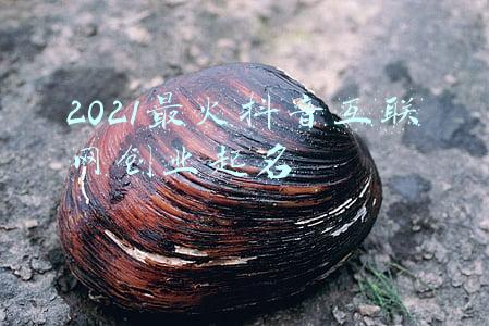 互联网科技公司起名(网络科技公司取名方法丨达恩小二丨起名推荐)