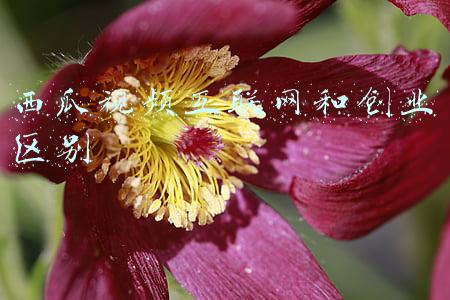 西瓜视频互联网和创业区别 西瓜视频互联网和创业区别