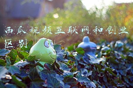 西瓜视频互联网和创业区别
