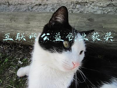 互联网公益创业获奖