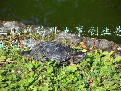 台湾那点事微博(钧正平：致敬英雄，请肃立)