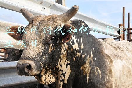 互联网时代如何保护个人隐私(互联网时代，个人隐私如何保护？)