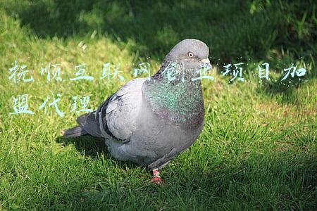 抚顺互联网创业项目加盟代理