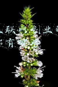 互联网商业模式案例(互联网摸鱼大赏)