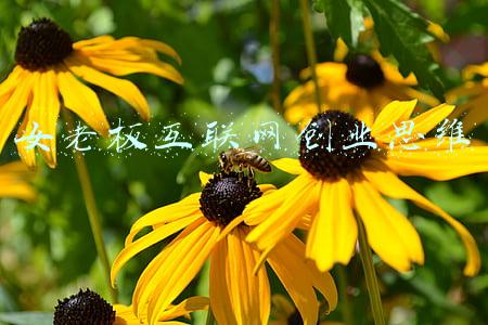 女老板互联网创业思维