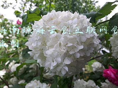 海南创业园区(海南11个重点园区轮番推介 欢迎有志之才在海南乘风造浪)