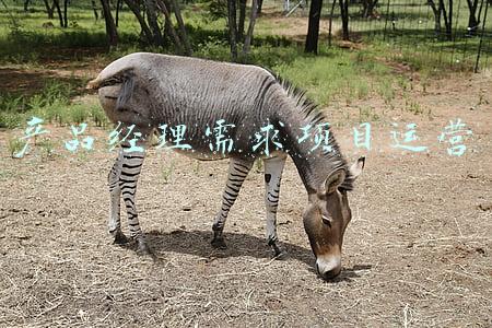 产品经理需求项目运营