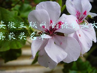 安徽新华互联网学校(新华互联网科技提质培优，坚持以好就业为导向)