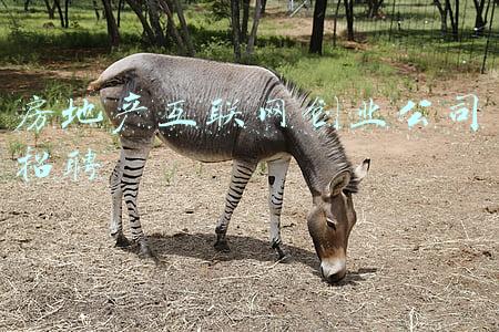 房地产互联网创业公司招聘