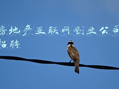 房地产互联网创业公司招聘