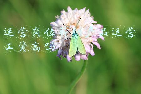运营岗位薪酬产品运营工资高吗