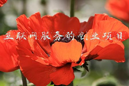 互联网服务的创业项目