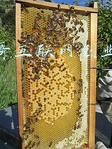 土豆哥互联网创业分享者