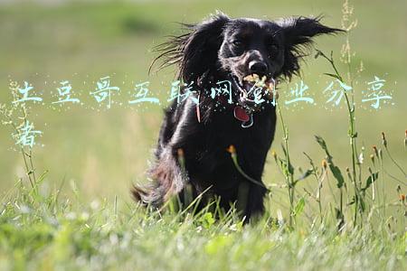 土豆哥互联网创业分享者