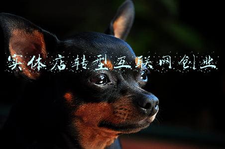 实体店生意怎么转型(实体店陷入“关店潮”，电商也做不下去，大批从业者该如何转型？)