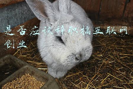 是否应该辞职搞互联网创业