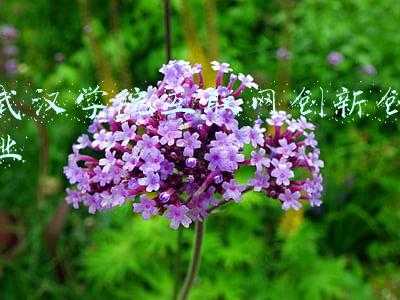 武汉学院互联网创新创业