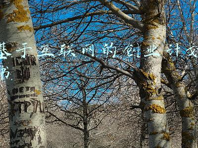 基于互联网的创业计划书