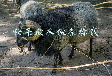 快手教人做菜赚钱