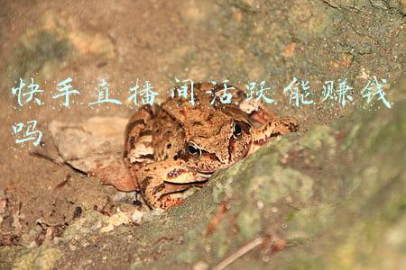 快手直播间活跃能赚钱吗