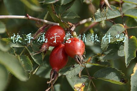 快手属于营销软件吗