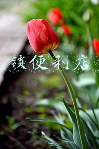 开个连锁便利店多少钱