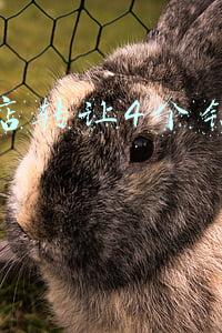 淘宝店转让4个钻多少钱