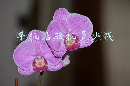 手机验机软件；手机验机软件哪个好