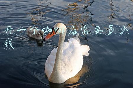 开一个咖啡店的流程(想开咖啡店要怎么入手)