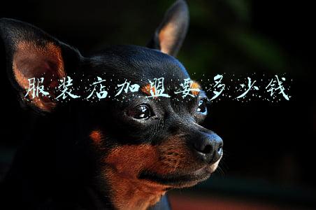 服装加盟费一般需要多少钱_服装加盟费