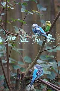 孕婴店的加盟(孕婴店的加盟排行榜)