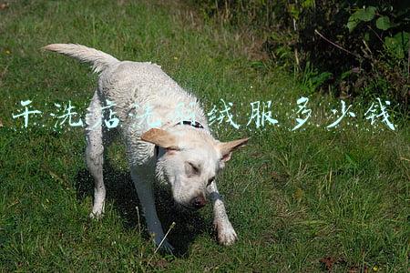 干洗店洗羽绒服多少钱 干洗店洗羽绒服多少钱