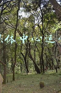 校新媒体中心部长竞选(第1341期——小学生班干部竞选PPT模板)