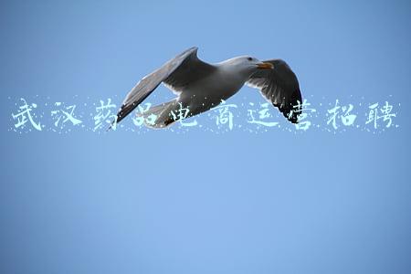 武汉药品电商运营招聘