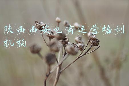 陕西西安电商运营培训机构